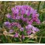 Allium nutans - Ail