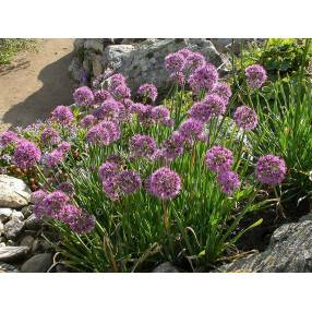 Allium nutans - Ail