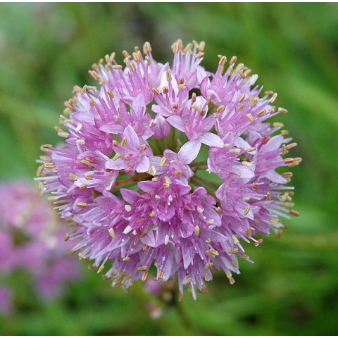 Semis d'Allium Allium-lusitanicum-ail-des-montagnes