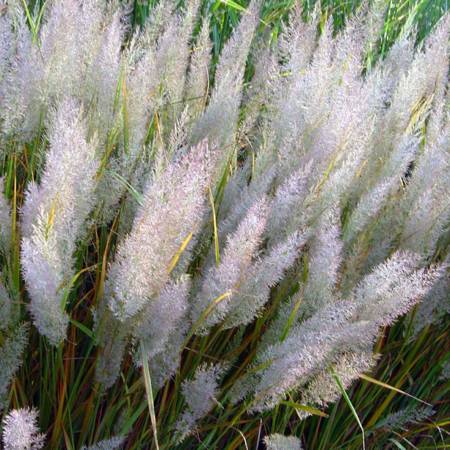 Calamagrostis brachytricha - Herbe aux diamants