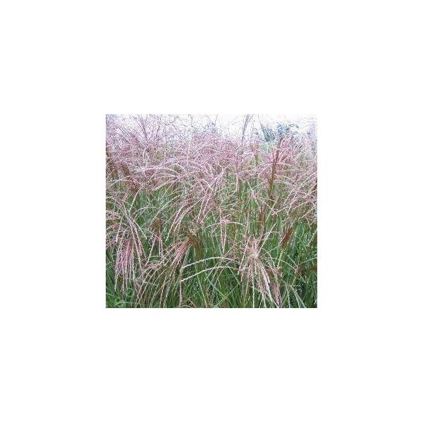 Miscanthus sinensis 'Flamingo' Miscanthus sinensis 'Flamingo'