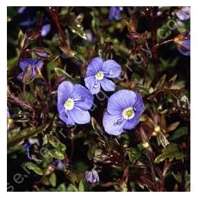 Veronica umbrosa 'Georgia Blue' - Véronique