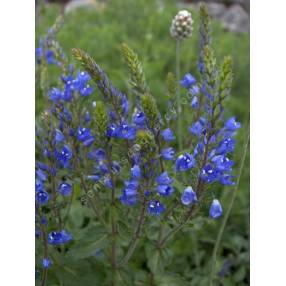 Veronica austriaca subsp. teucrium 'Royal Blue' - Véronique