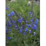 Veronica austriaca subsp. teucrium 'Royal Blue' - Véronique