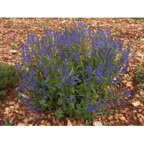 Veronica austriaca subsp. teucrium 'Royal Blue' - Véronique