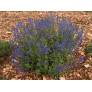 Veronica austriaca subsp. teucrium 'Royal Blue' - Véronique