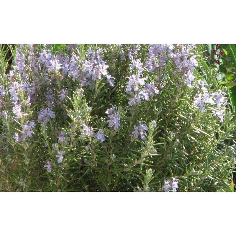 Rosmarinus officinalis 'Rex' - Romarin