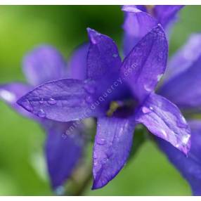 Campanule glomérée violette foncé - Campanula glomerata 'Joan Elliott'