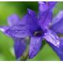 Campanula glomerata 'Joan Elliott', Campanule glomérée