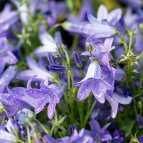 Campanula portenschlagiana 'Resholt', Campanule des murailles