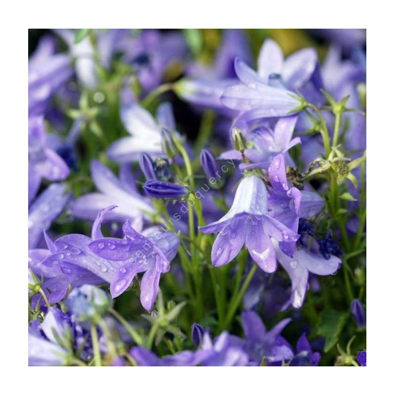 Campanula portenschlagiana 'Resholt', Campanule des murailles