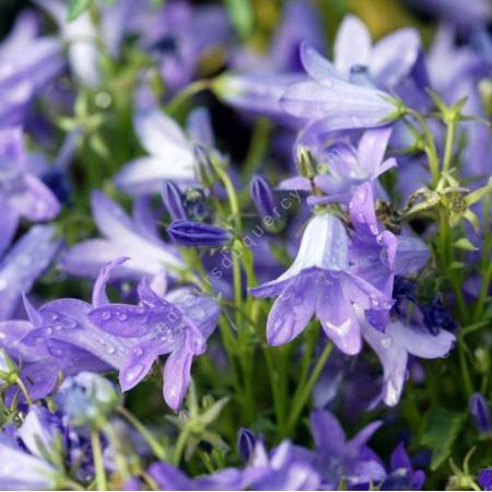 Campanula portenschlagiana 'Resholt', Campanule des murailles