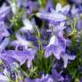 Campanula portenschlagiana 'Resholt', Campanule des murailles