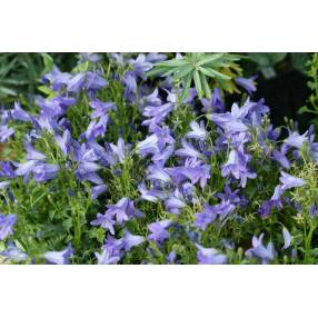 Campanula portenschlagiana 'Resholt', Campanule des murailles