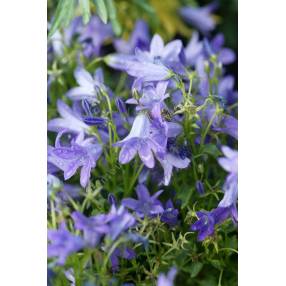 Campanula portenschlagiana 'Resholt', Campanule des murailles