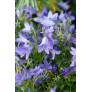 Campanula portenschlagiana 'Resholt', Campanule des murailles