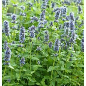 Agastache 'Blue Fortune' - Agastache anisée