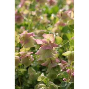 Origanum 'Kent Beauty'