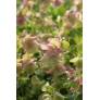 Origanum 'Kent Beauty'