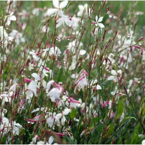 Gaura lindheimeri - Gaura blanc