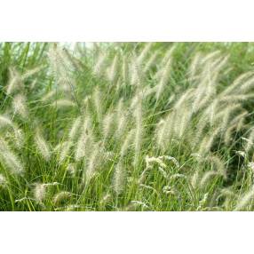 Pennisetum alopecuroides 'Hameln' - Herbe aux écouvillons