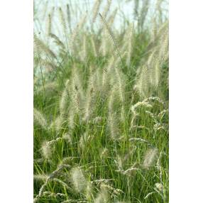 Pennisetum alopecuroides 'Hameln' - Herbe aux écouvillons