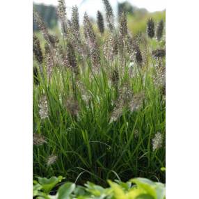 Pennisetum alopecuroides var. viridescens  - Herbe aux écouvillons