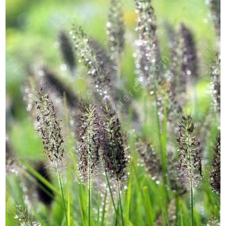 Pennisetum alopecuroides var. viridescens  - Herbe aux écouvillons