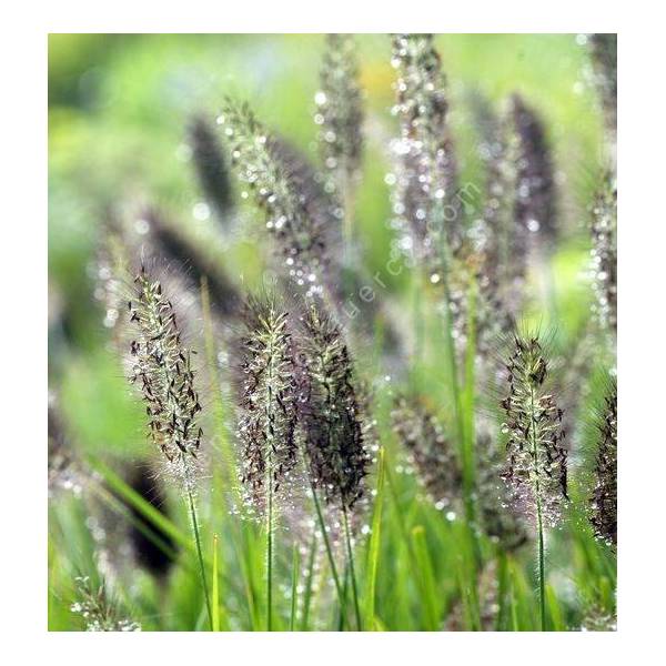 Pennisetum alopecuroides var. viridescens  - Herbe aux écouvillons