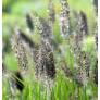 Pennisetum alopecuroides var. viridescens  - Herbe aux écouvillons