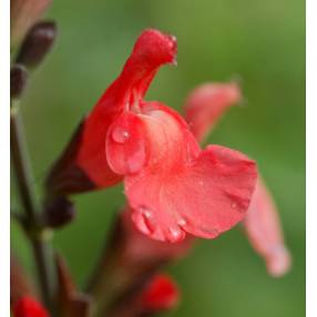 Fleur de Salvia 'El Duranzo' - Sauge arbustive orange