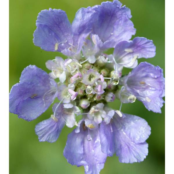 Scabiosa graminifolia - Scabieuse à feuille de graminée Scabiosa graminifolia - Scabieuse à feuille de graminée