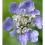 Scabiosa graminifolia - Scabieuse à feuille de graminée