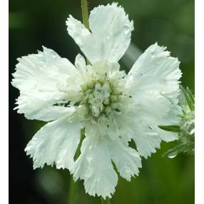 Scabiosa caucasica 'Miss E. Willmott' - Scabieuse du Caucase