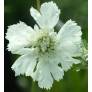 Scabiosa caucasica 'Miss E. Willmott' - Scabieuse du Caucase