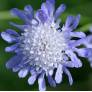 Scabiosa columbaria - Scabieuse colombaire