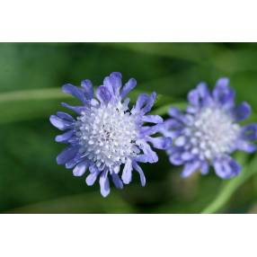 Scabiosa columbaria - Scabieuse colombaire