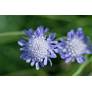 Scabiosa columbaria - Scabieuse colombaire