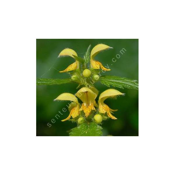 Lamium galeobdolon, Lamier jaune Lamium galeobdolon, Lamier jaune