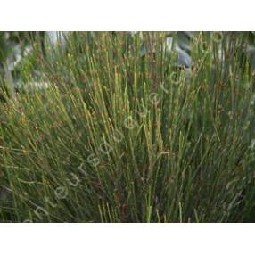 Ephedra major - syn : Ephedra nebrodensis - Grand éphédra