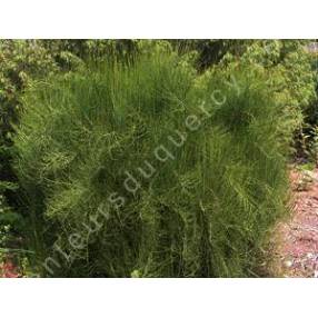 Ephedra major - syn : Ephedra nebrodensis - Grand éphédra