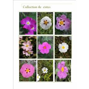 Collection de Cistus - Cistes