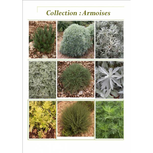 Collection d'Armoises - Artemisia