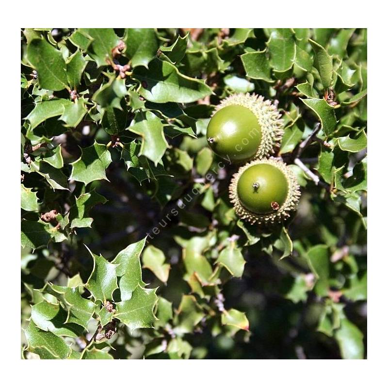 Quercus coccifera - Chêne kermès