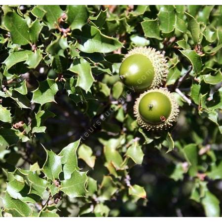 Quercus coccifera - Chêne kermès