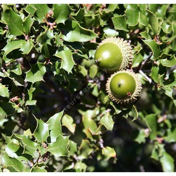 Quercus coccifera - Chêne kermès