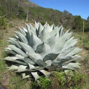 Agave ovatifolia