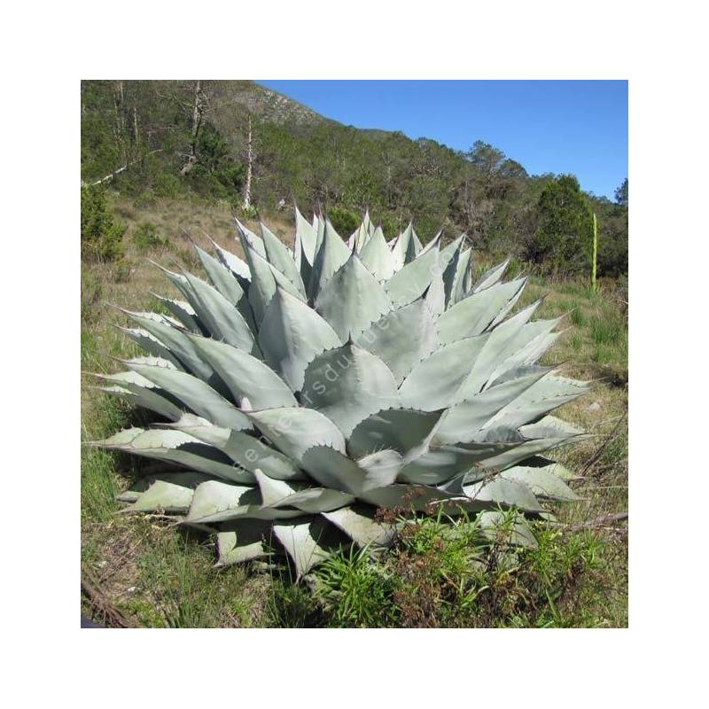 Agave ovatifolia