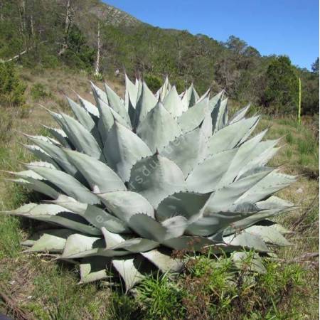 Agave ovatifolia