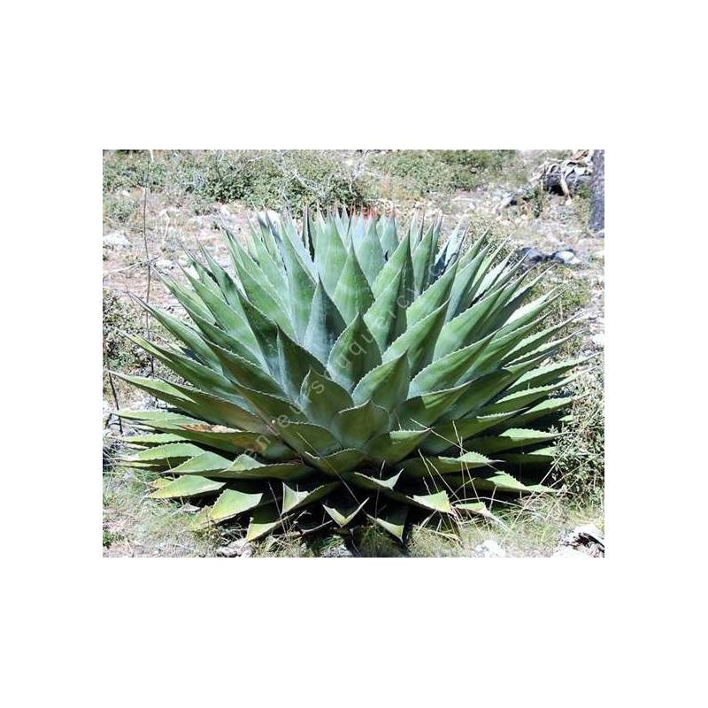 Agave montana - Agave des montagnes